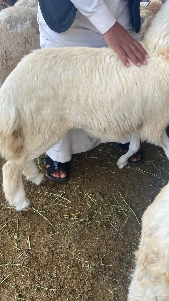 طليان حريه زي الزبده 4