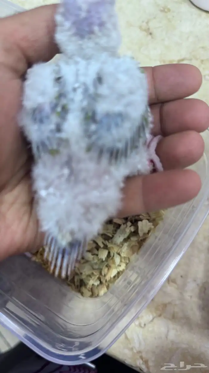 فروخ كنيور أناناس رد فاكتور 0