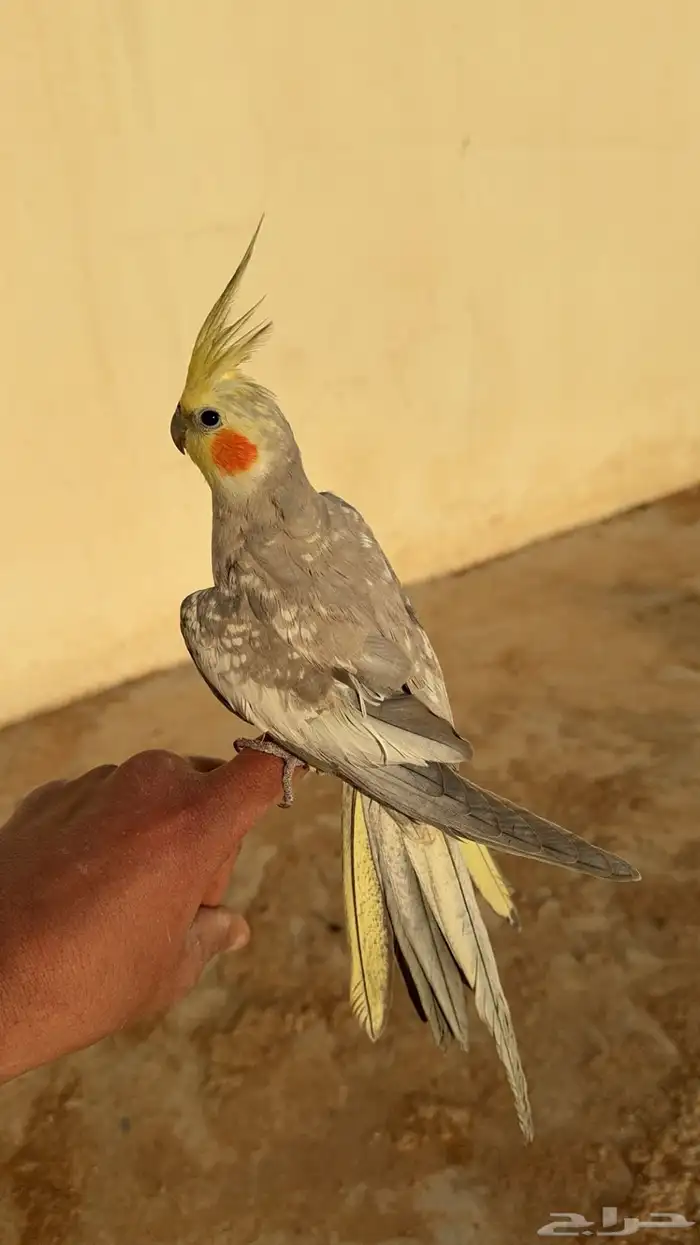 تم البيع 0