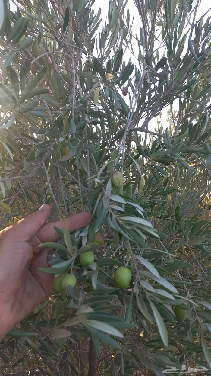 شارع يحي المعلمي 60 مع 80 10