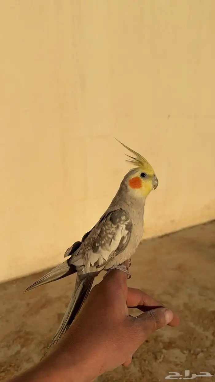 تم البيع 1