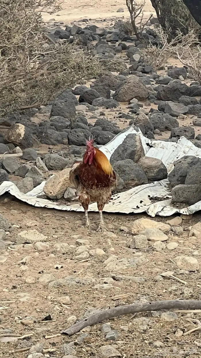ديكه للبيع ومعها دجاجه 0