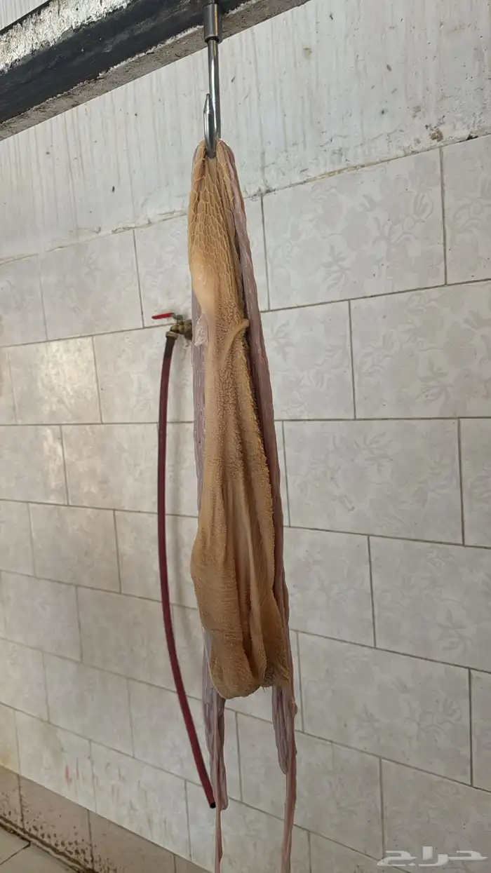 ذبايح طليان حريه وتيوس عوارض وسواكن مرابي على الشعير وبرسم 10