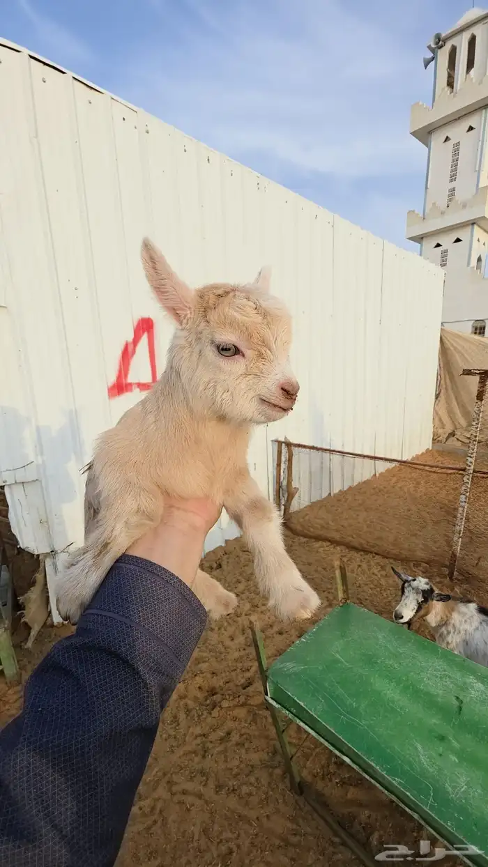 الماعز القزم الصغير مره حق البيت ماعز قزم صديق الاطفال 0