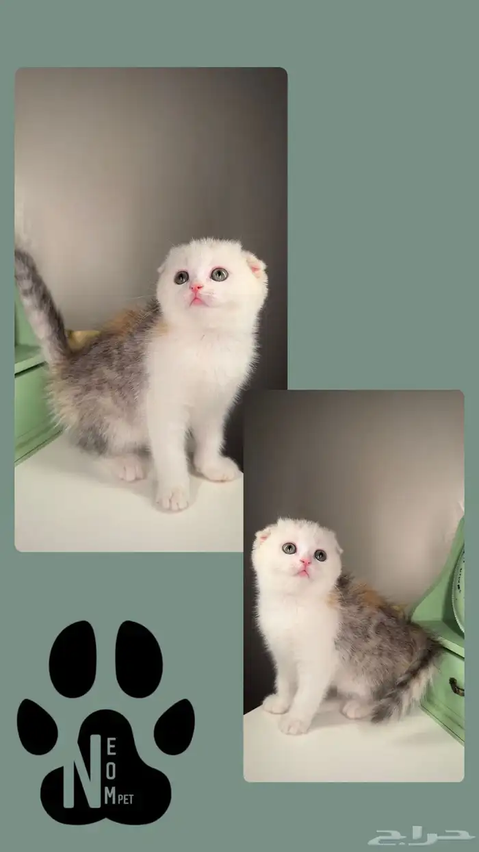 قطط للبيع سكوتش فولد ستريت لونق هير انثى ذكر الرياض الخرج 4