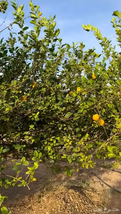مزرعة للبيع الرياض_المزاحمية_نساح_الصدر الاعلي 13