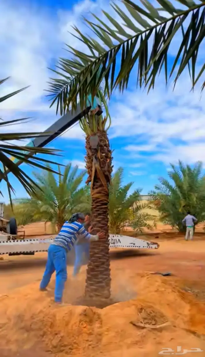 مصري محترف يجث ويكرب 2