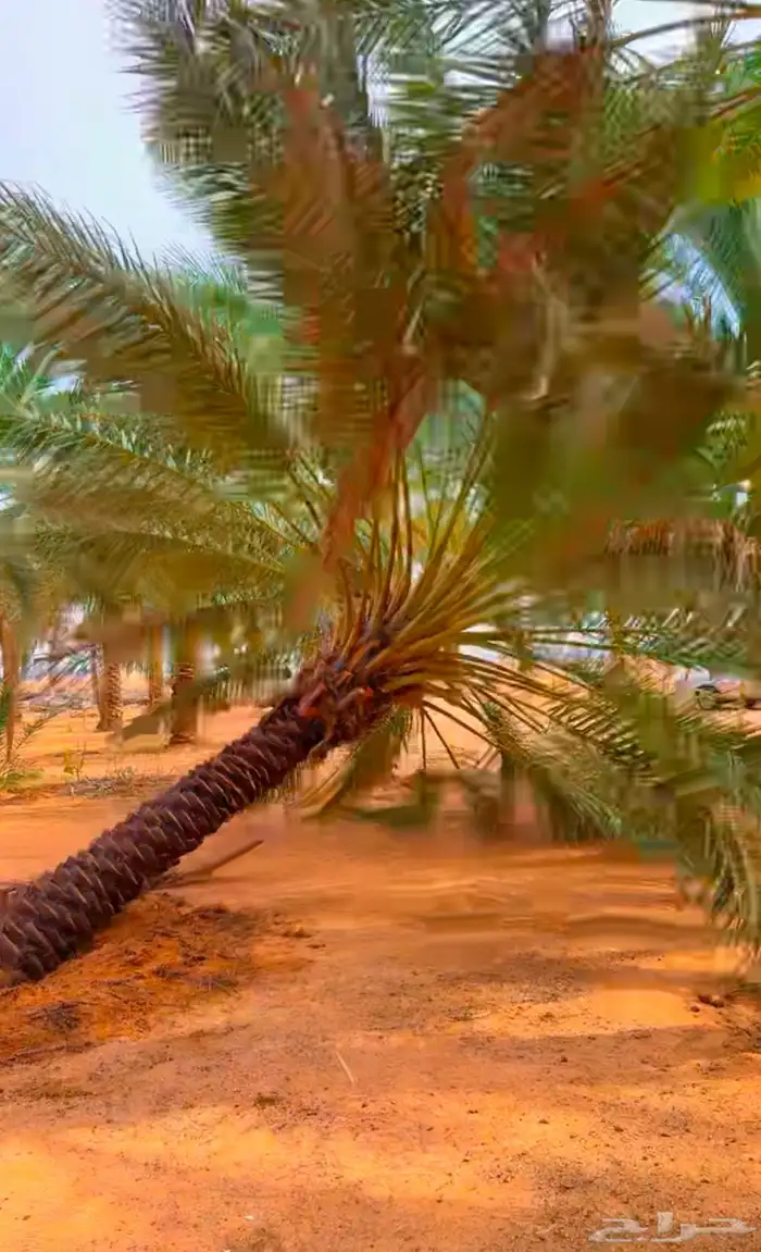 مصري محترف يجث ويكرب 1