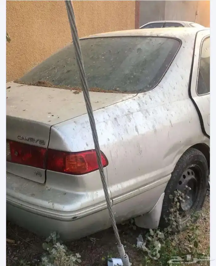الطايف عشيره 0