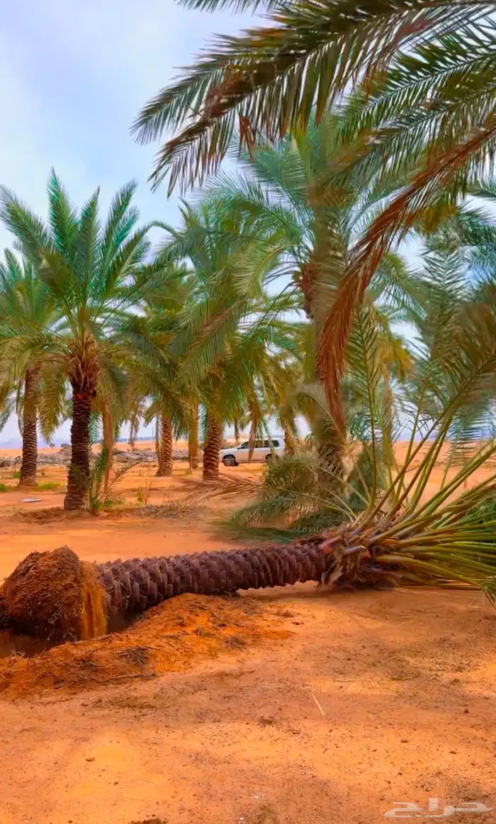 مصري محترف يجث ويكرب 0