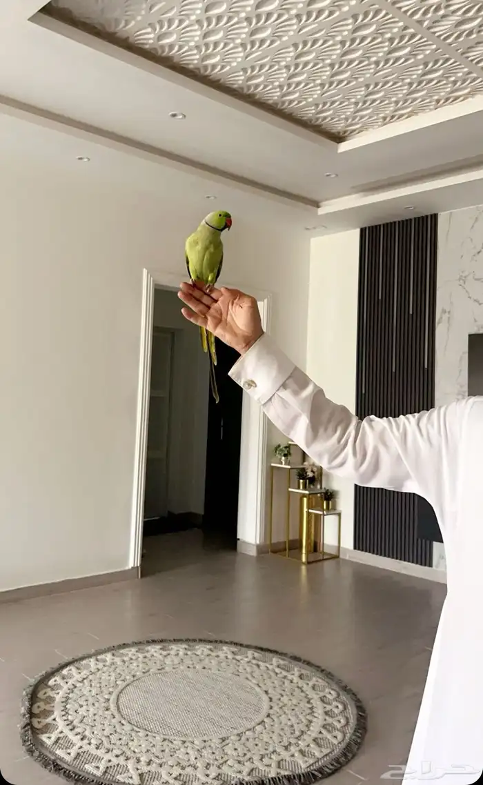 زوج طيور الدره 4