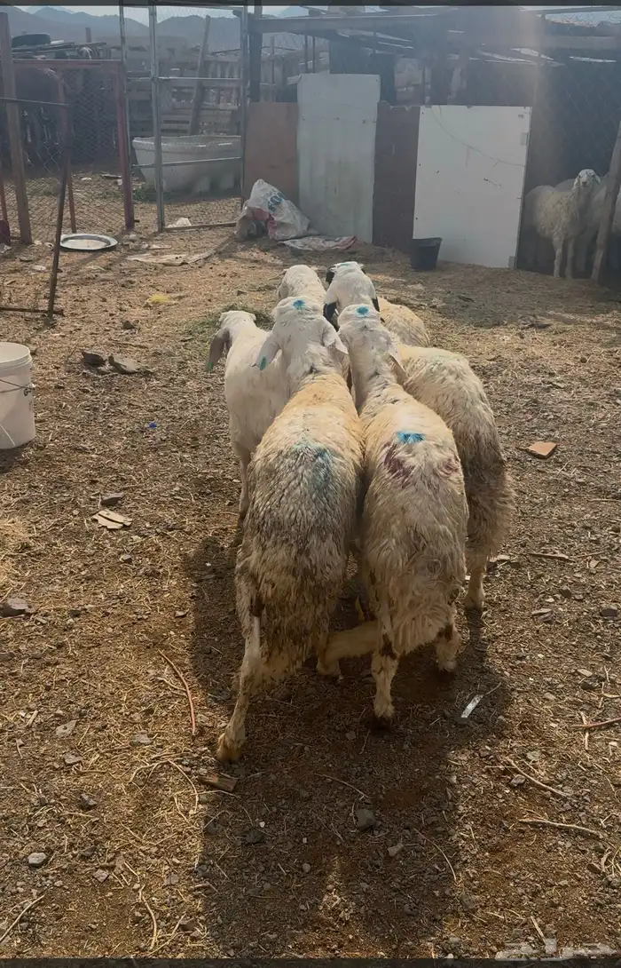 ذبايح طليان حريه وتيوس عوارض وسواكن مرابي على الشعير وبرسم 6