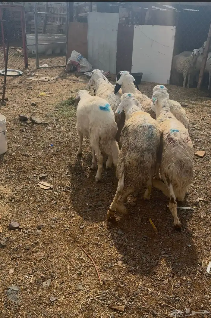 ذبايح طليان حريه وتيوس عوارض وسواكن مرابي على الشعير وبرسم 5