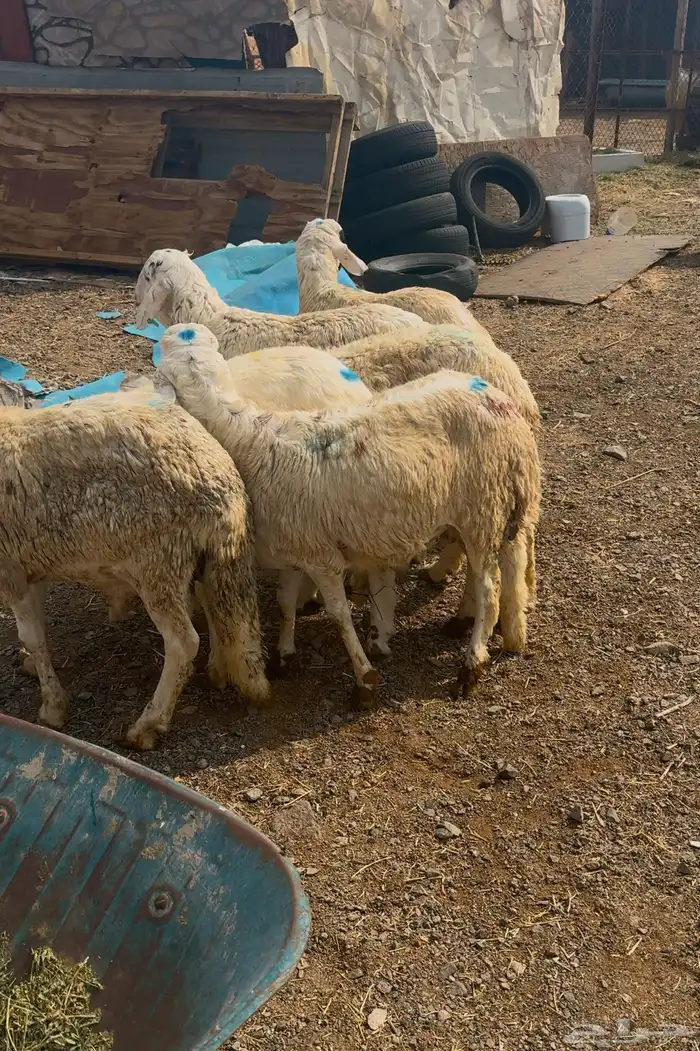 ذبايح طليان حريه وتيوس عوارض وسواكن مرابي على الشعير وبرسم 7