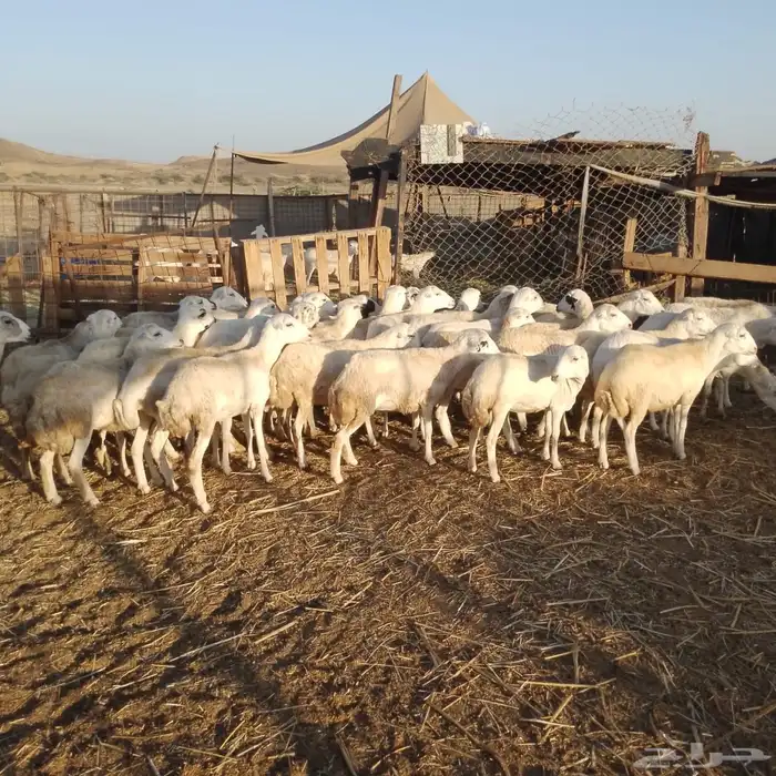 رخال رفيديات 0