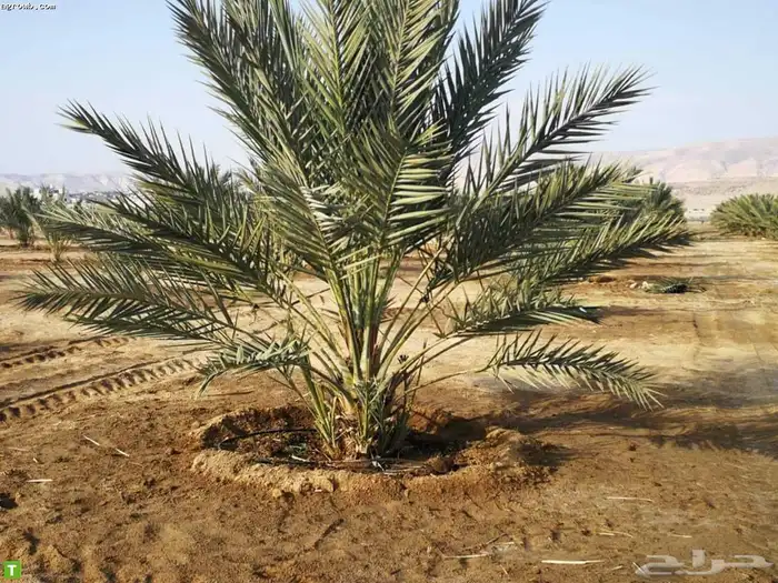 تنظيف النخيل تكريب وتلقيح النخيل مزارع زراعي مزارع نخل 8