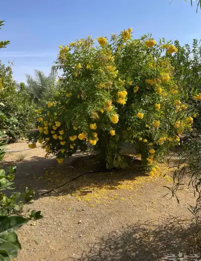 مزرعة للبيع الرياض_المزاحمية_نساح_الصدر الاعلي 20