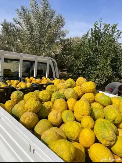 مزرعة للبيع الرياض_المزاحمية_نساح_الصدر الاعلي 27