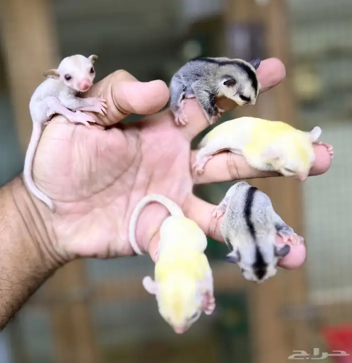 فروخ السنجاب الطائر .. شوقر قلايدر 0