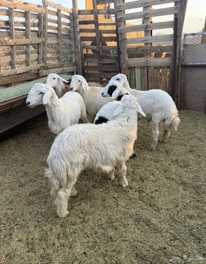 ذبايح طليان حريه وتيوس عوارض وسواكن مرابي على الشعير وبرسم 9