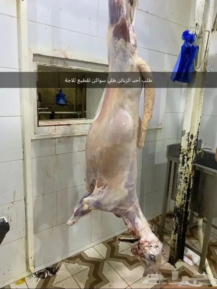 ذبايح طليان حريه وتيوس عوارض وسواكن مرابي على الشعير وبرسم 8