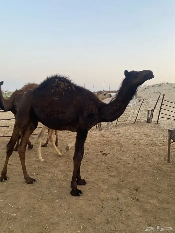 قعدان وبكره 7