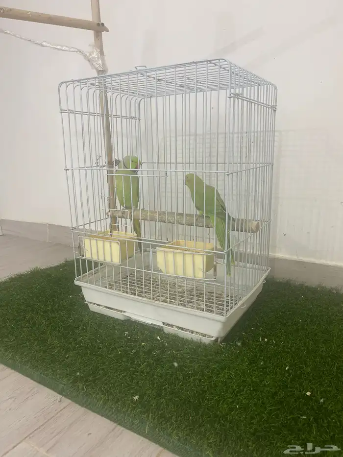 زوج طيور الدره 0