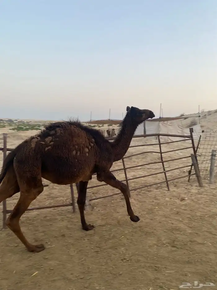 قعدان وبكره 9