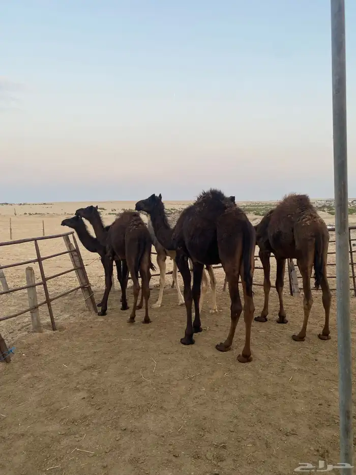 قعدان وبكره 14