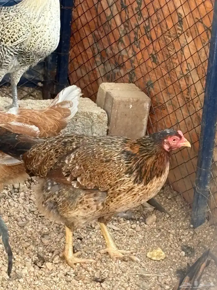دجاج عربي ترثه 2