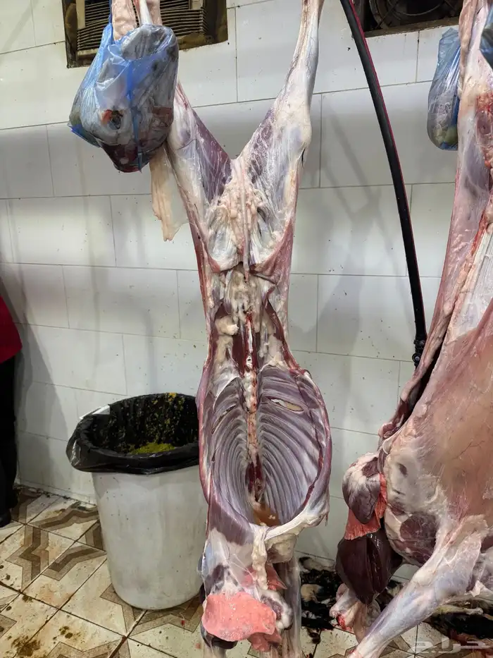 ذبايح طليان حريه وتيوس عوارض وسواكن مرابي على الشعير وبرسم 3