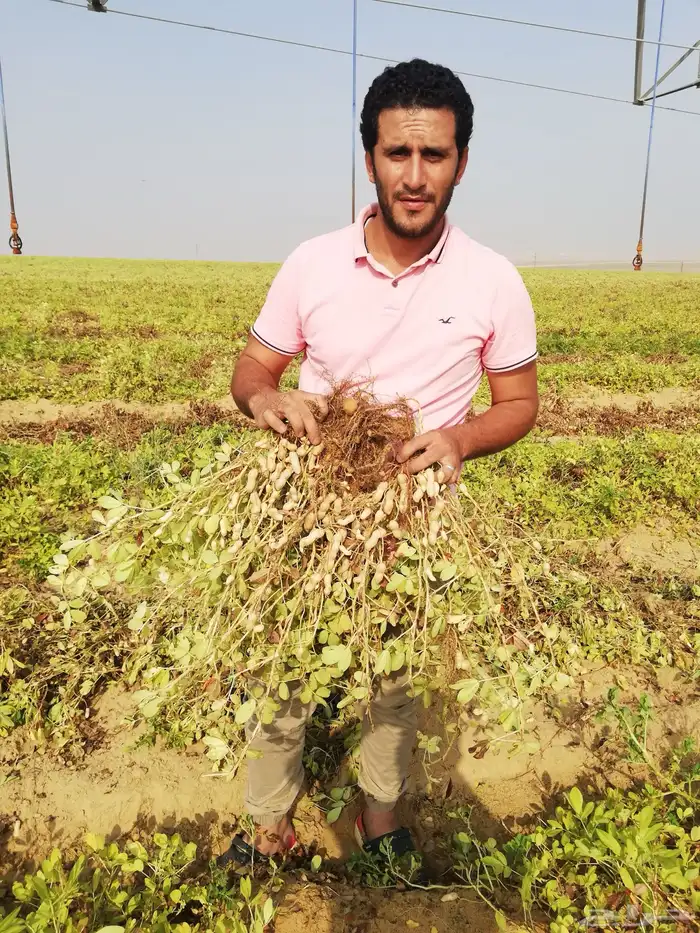 شارع يحي المعلمي 60 مع 80 31