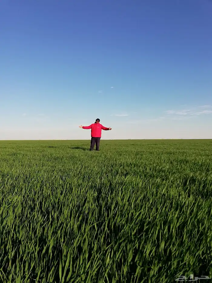 شارع يحي المعلمي 60 مع 80 39