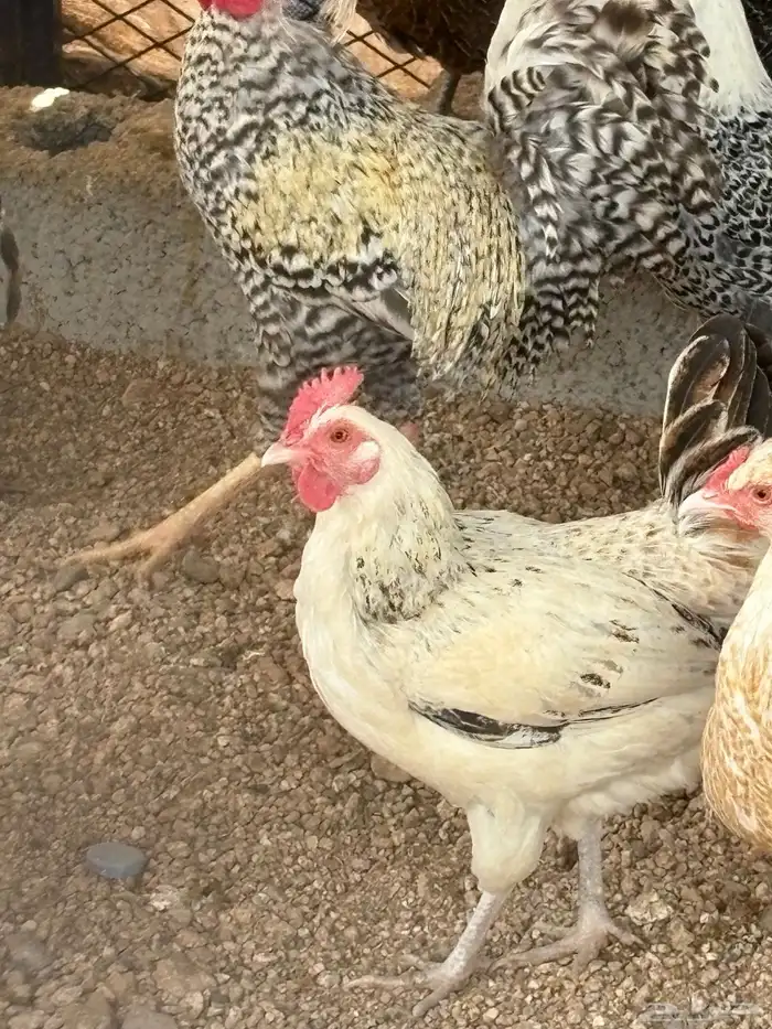 دجاج عربي ترثه 3