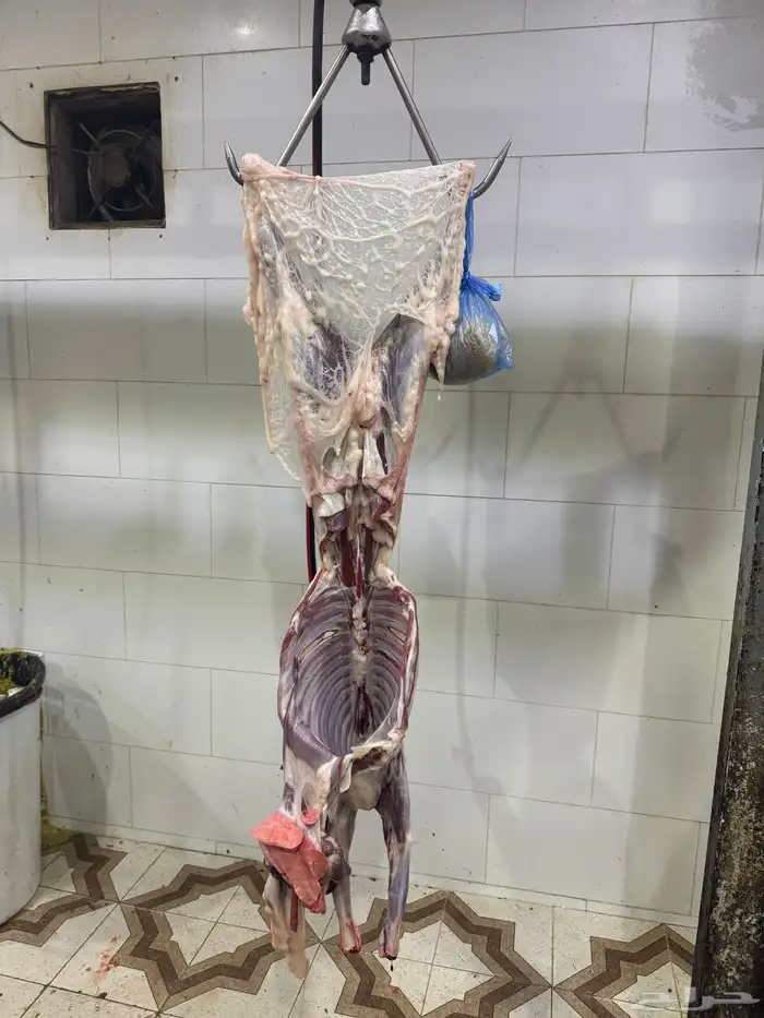 ذبايح طليان حريه وتيوس عوارض وسواكن مرابي على الشعير وبرسم 1