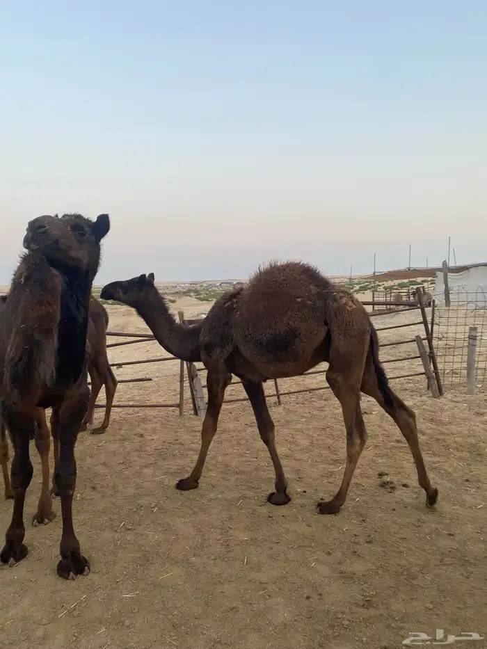 قعدان وبكره 6