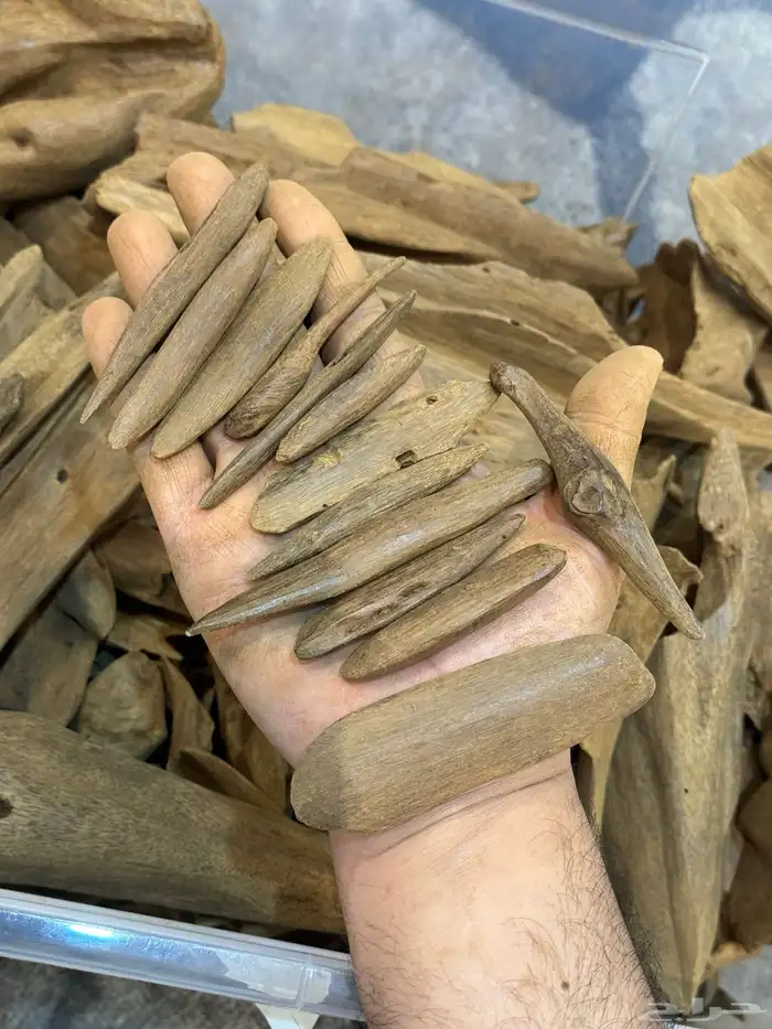 عود مروكي اصقون تربل مع دبل 0