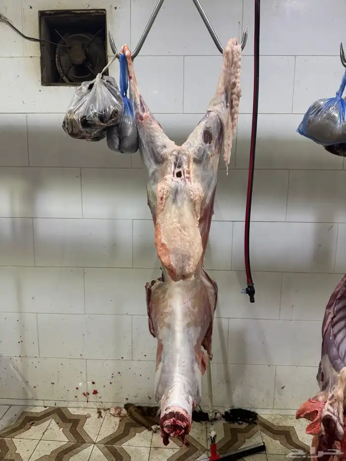 ذبايح طليان حريه وتيوس عوارض وسواكن مرابي على الشعير وبرسم 2