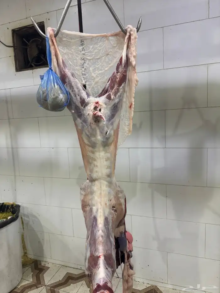 ذبايح طليان حريه وتيوس عوارض وسواكن مرابي على الشعير وبرسم 0