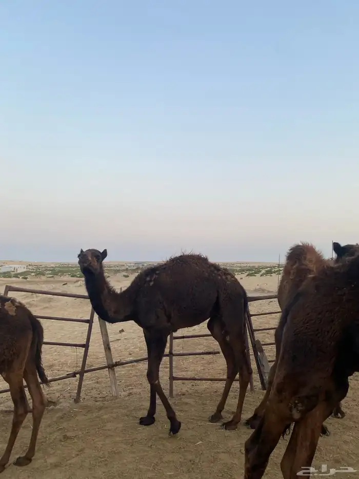 قعدان وبكره 8