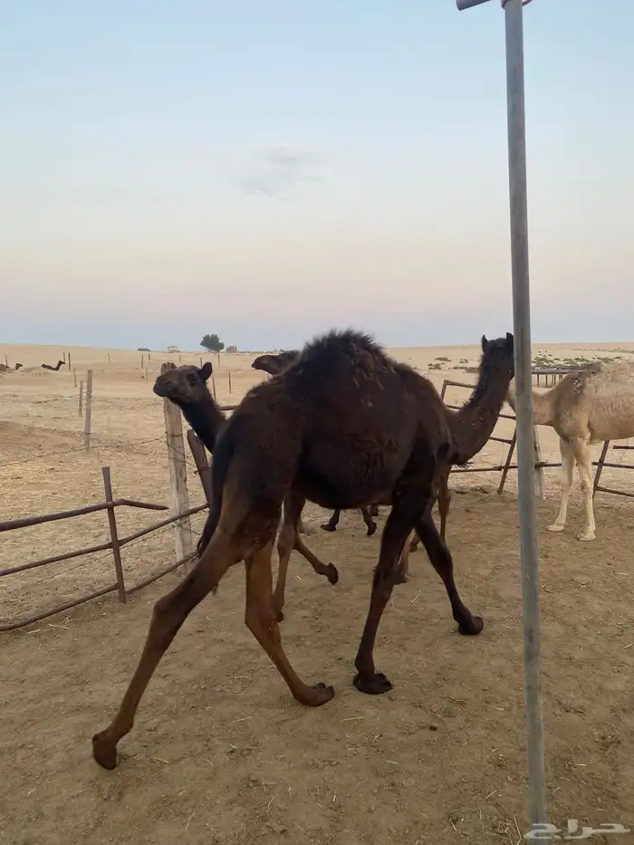 قعدان وبكره 12