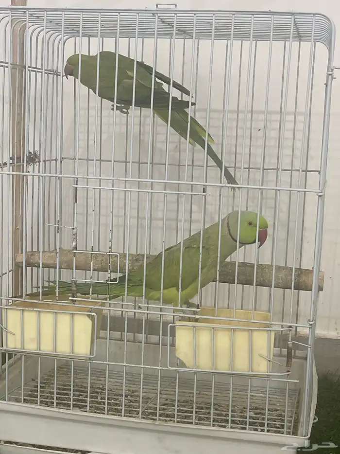 زوج طيور الدره 1