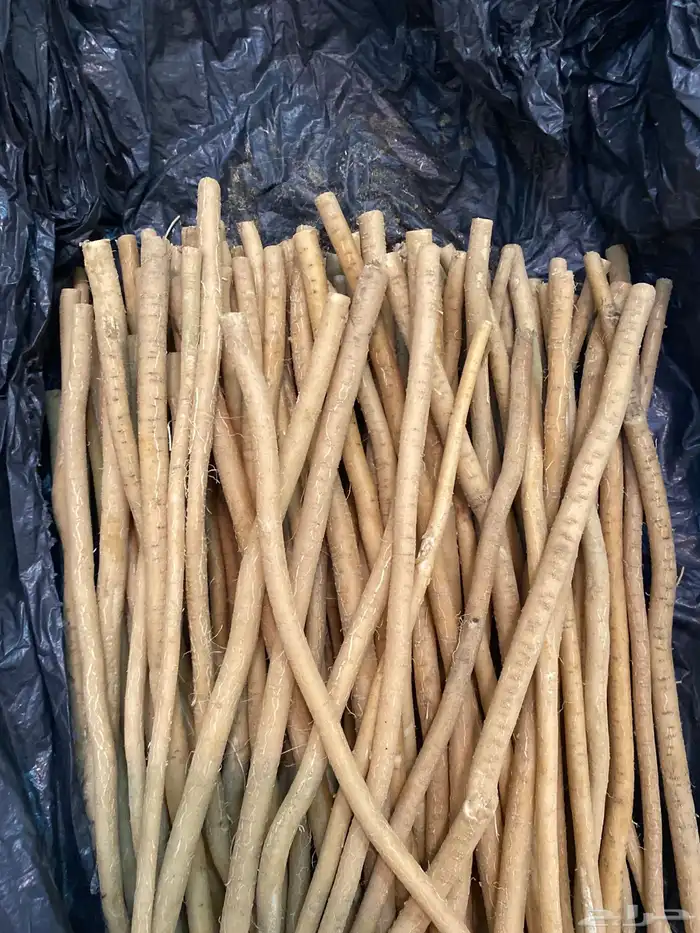 مساويك طيبه 0