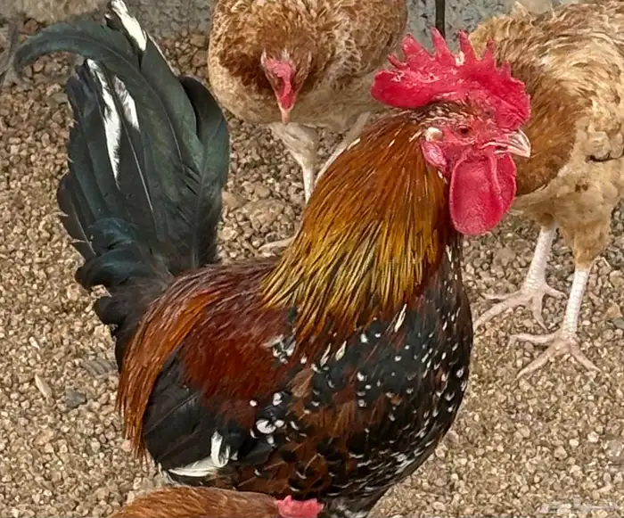 دجاج عربي ترثه 5