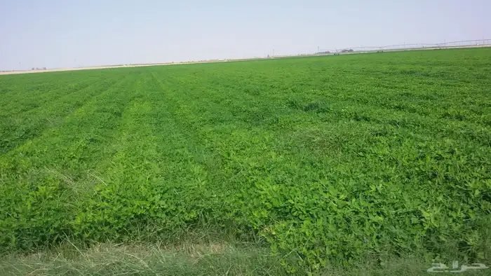 شارع يحي المعلمي 60 مع 80 50