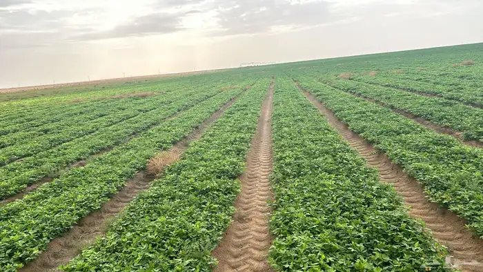 شارع يحي المعلمي 60 مع 80 0