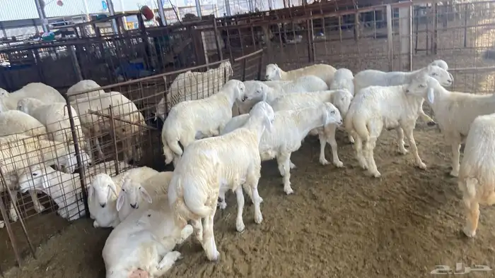 طليان حريه زي الزبده 3