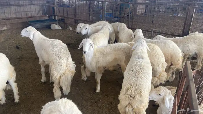 طليان حريه زي الزبده 2