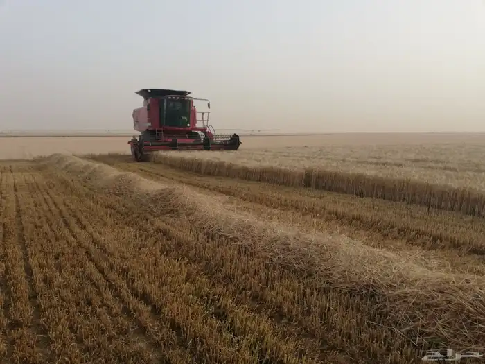 شارع يحي المعلمي 60 مع 80 35