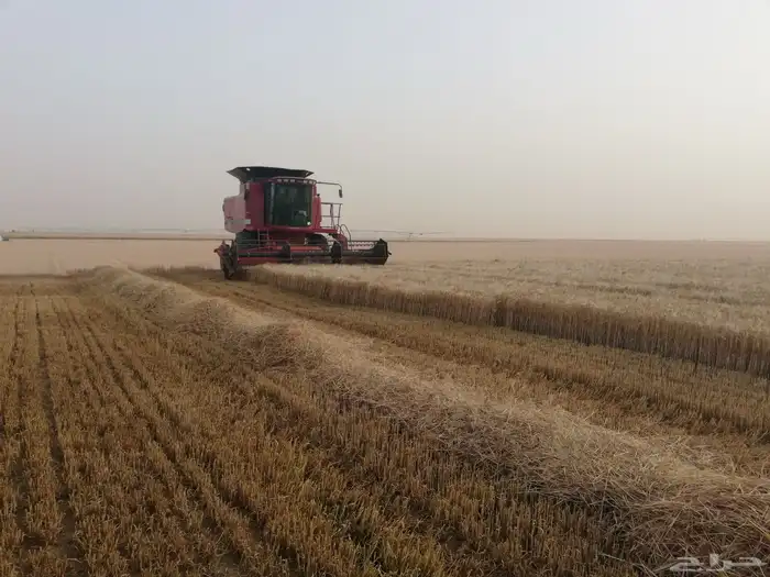 شارع يحي المعلمي 60 مع 80 34